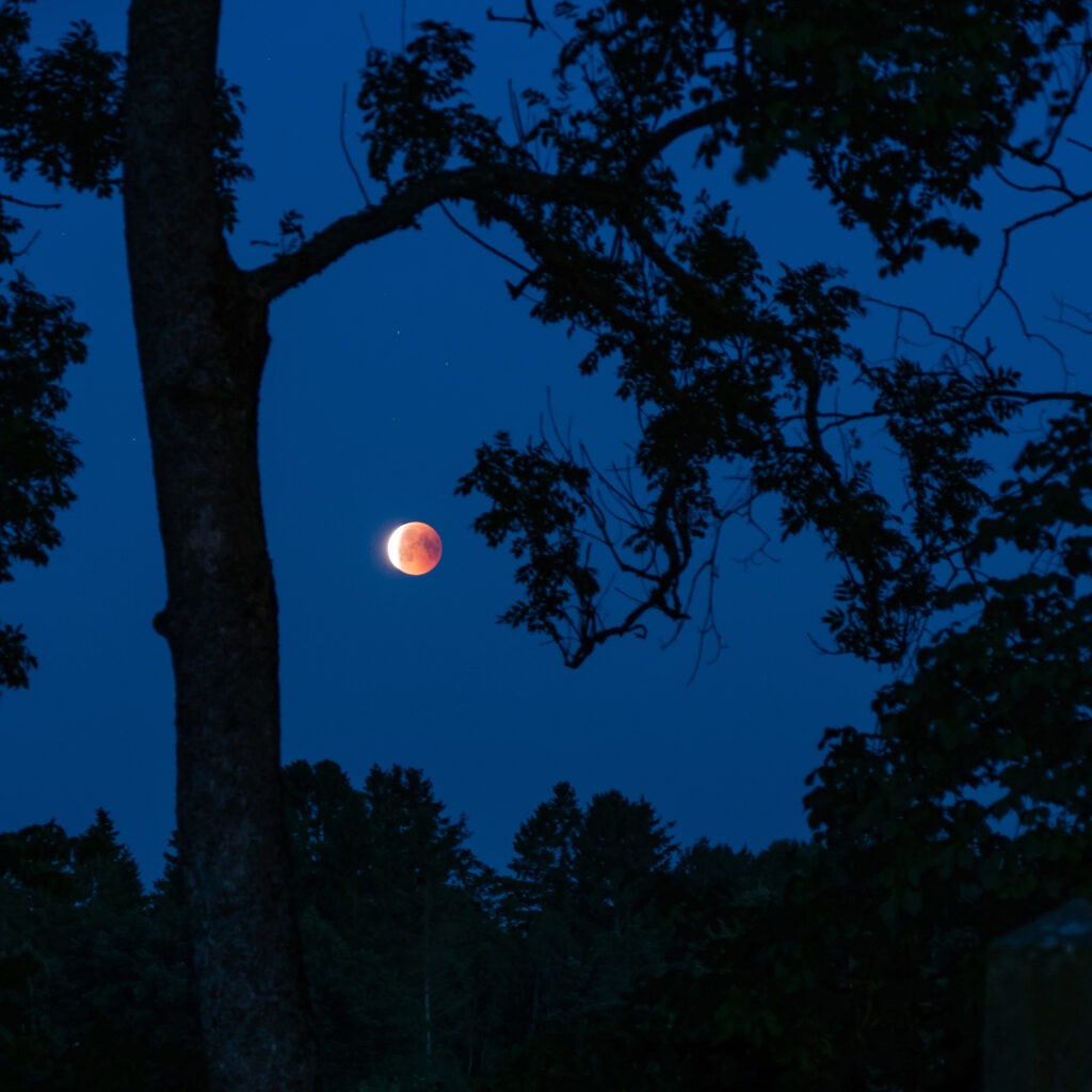 Blood moon as seen through tree branches