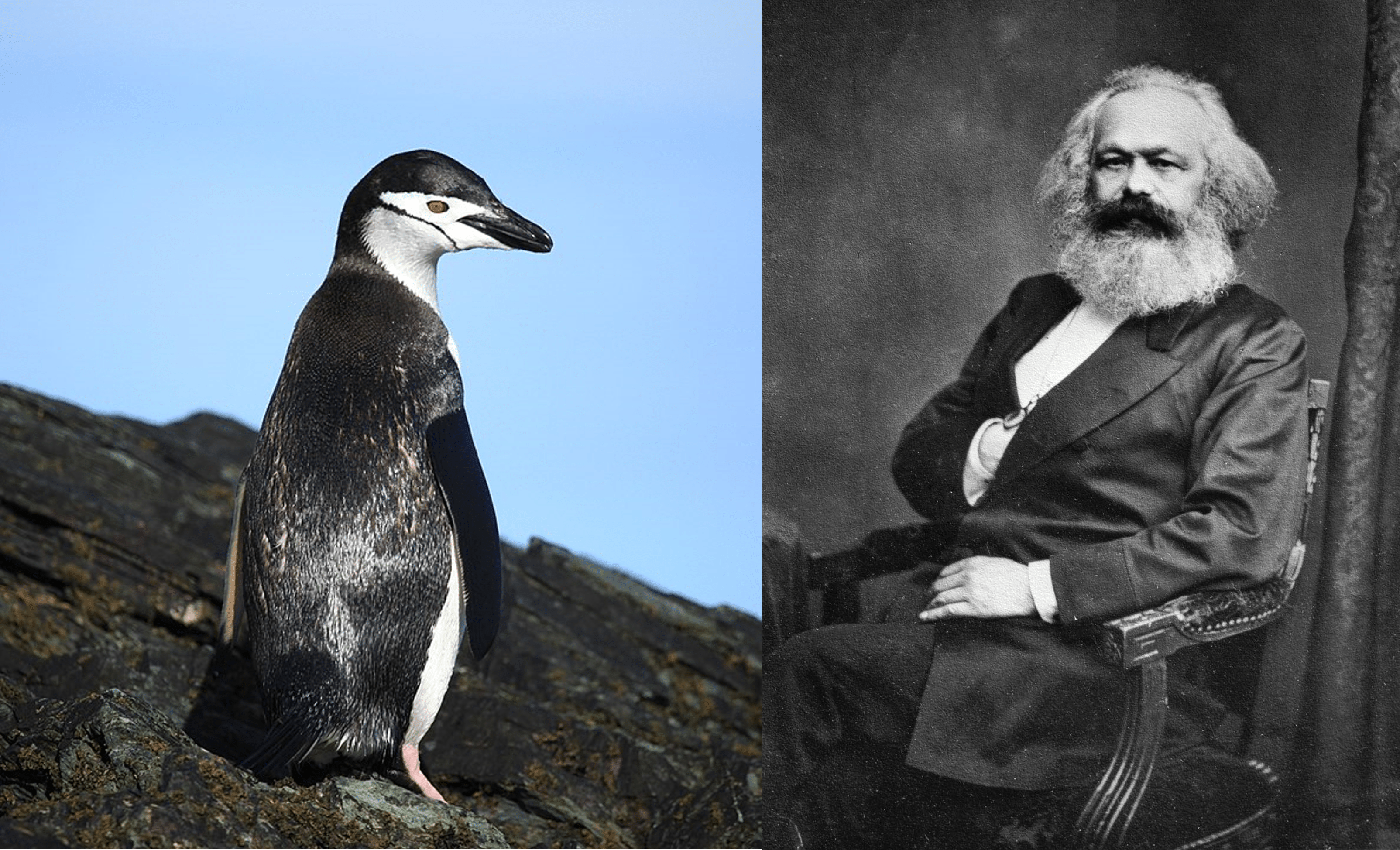 Karl Marx’s penguin and Richard Wagner’s design for Madonna’s corset