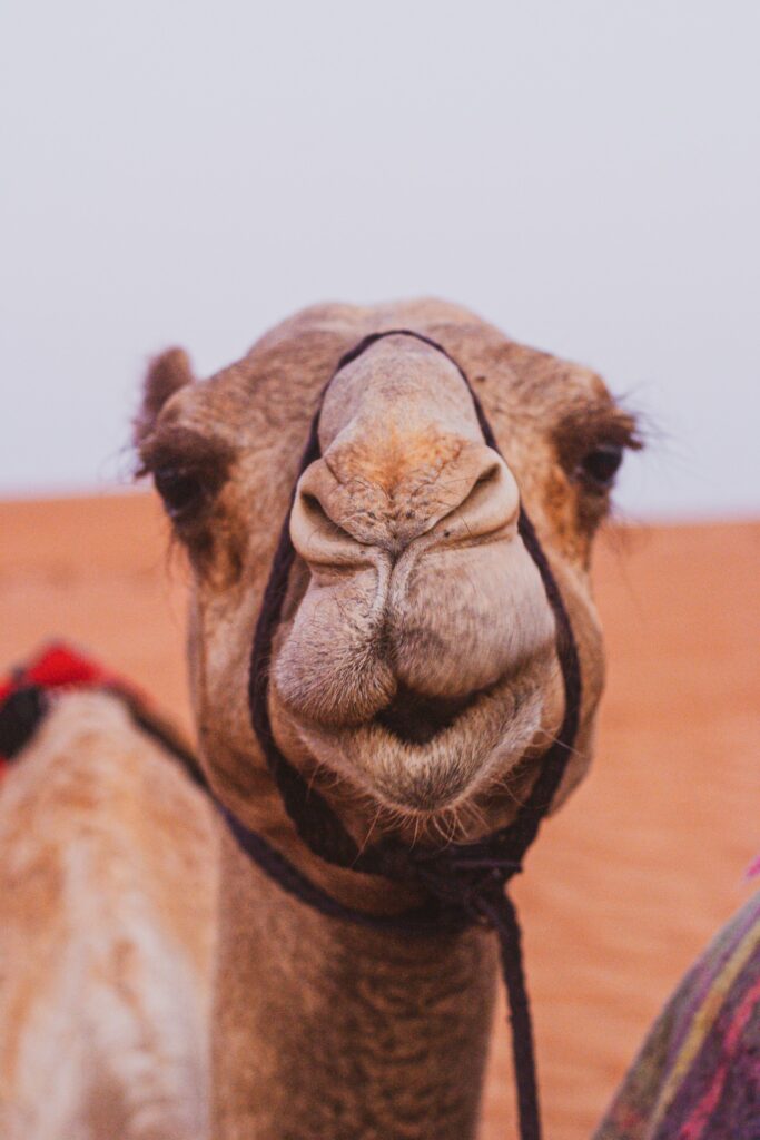 Camel close-up photo by Mads Severinsen on Unsplash
