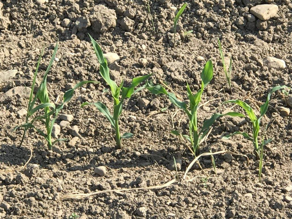 Corn in dirt field